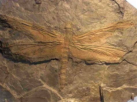 largest dragonfly fossil found.